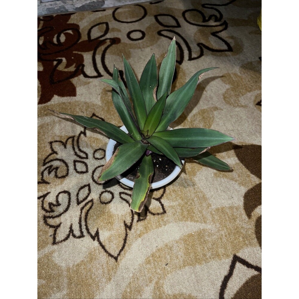 6” Dwarf Oyster Plant MOSES IN THE BASKET Tradescantia spathacea Rooting